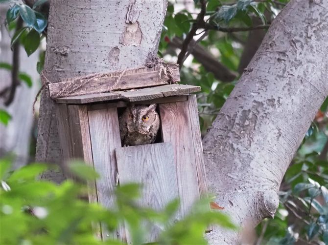 IIRmnYN,Collared Scops Owl